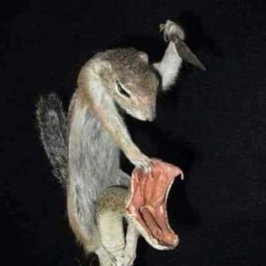 CHEESE REGIMENT insignia